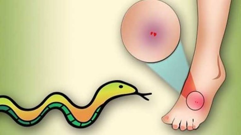 ভালুকায় বিষধর সাপের কামড়ে নারীর মৃত্যু